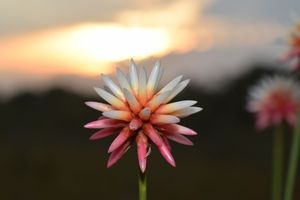 La fleur éternelle d'Inírida est devenue le symbole de la COP16 en Colombie, pour sa capacité à supporter les sécheresses et les inondations.