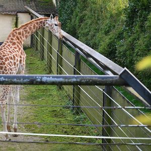 Dans les années les plus fastes, le zoo de Pont-Scorff accueillait 225.000 visiteurs par saison.