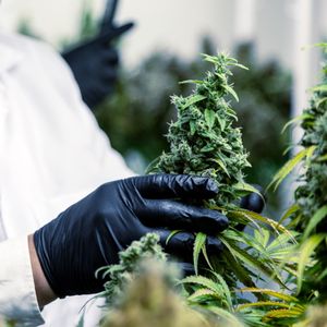 Overseed va entamer, sous serre technologique, un processus de sélection de plants de cannabis sativa, pour en isoler certaines variétés et les cloner.