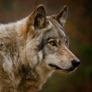La Saône-et-Loire a connu, fin 2021, une recrudescence d'attaques de troupeaux attribuées aux loups.