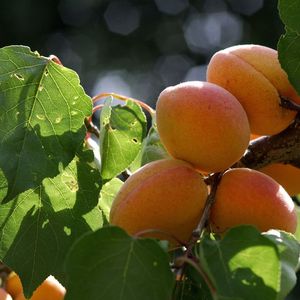 Les investissements serviront notamment à rapatrier et développer une filière d'abricots français.