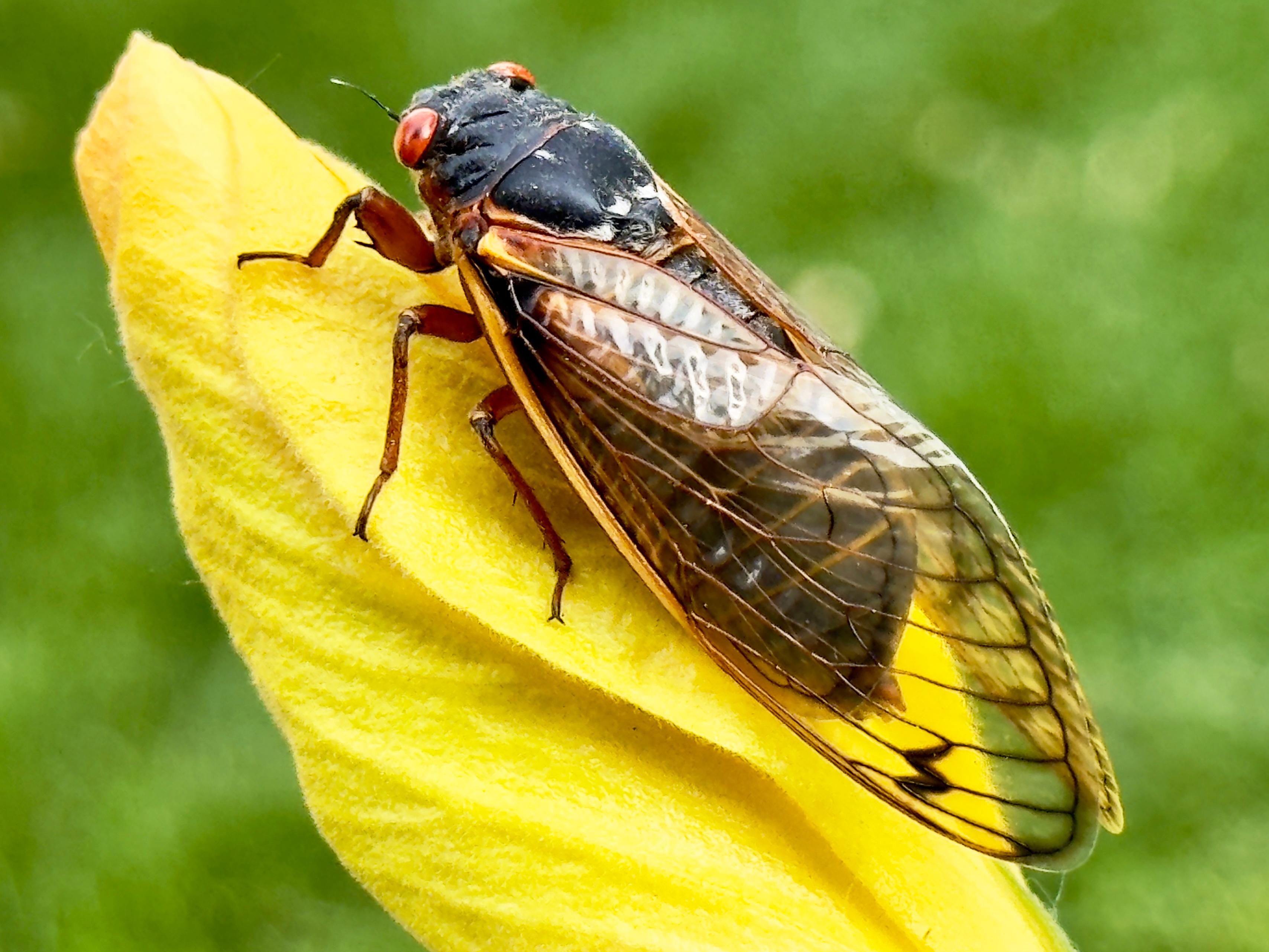 Not hearing that distinct cicada noise yet? Here's why that might be the case