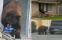 Bear breaks into homes to steal cookies in hilarious video — and earns a cute nickname