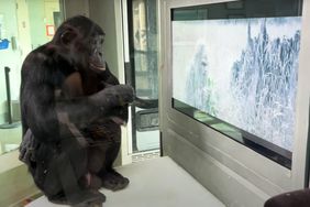 Primates watch Sasquatch Sunset