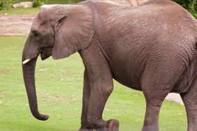 Kansas Zoo Announces 5 of Its 6 Female Elephants are Pregnant and Expecting Calfs in 2025