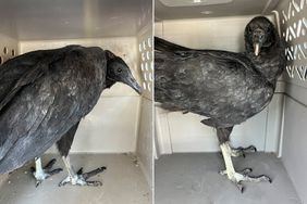 2 Vultures Thought to be 'Actively Dying' Were Actually 'Too Drunk to Fly' Says Animal Shelter