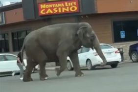 Elephant Stops Traffic in Butte After Escaping Circus