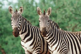 Zebras Escape From Trailer, Run Loose in Washington Neighborhood