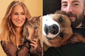 Sarah Jessica Parker adopted cat and Chris Evans adopted dog