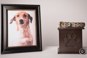 urn with a puppy print, on it, a colorful leash, next to it a photograph of the puppy