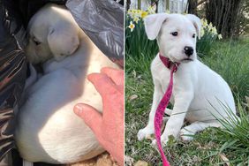 Puppy Adopted After Being Found Abandoned in Trash 