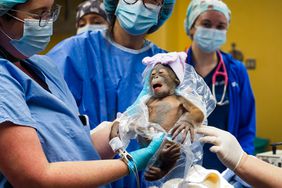 Luna the orangutan gives birth via C-Section