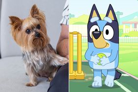 Why Dogs Love Watching Bluey, According to an Expert
