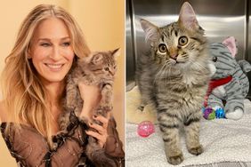 Sarah Jessica Parker Reveals She Adopted Carrie Bradshaw's Cat from 'And Just Like That...'