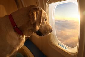 BARK Announces New Air Travel Experience Designed Specifically for Dogs: They 'Will Truly Be the VIPs'