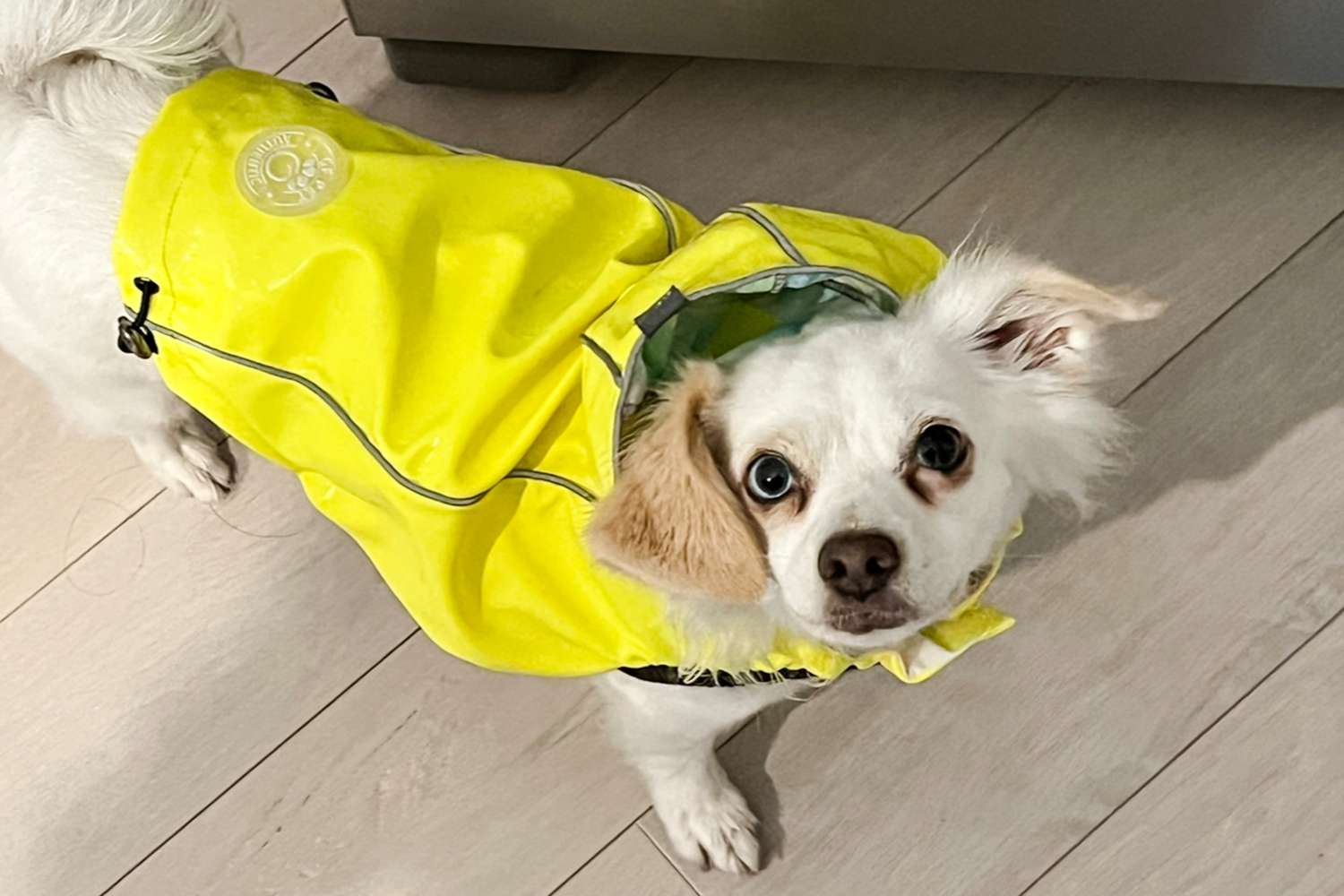 A dog wearing Gf Pet Neon Reversible Dog Raincoat