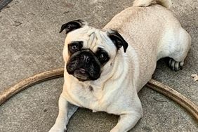 Authorities Searching for Lost Pug After His Owner Dies in Boat Accident: