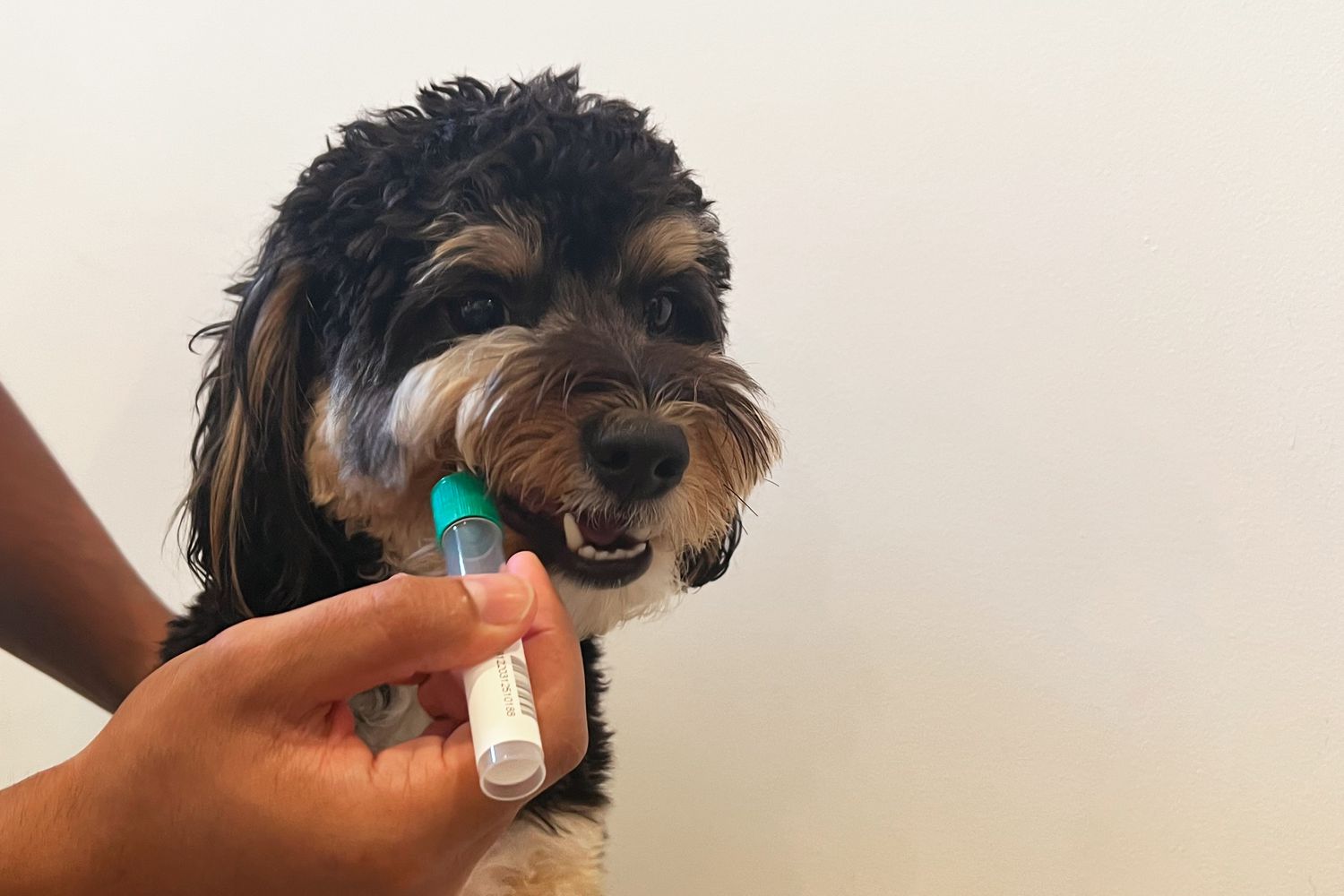 person using Embark Breed Identification Kit to swab inside of dog's cheek