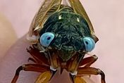 Blue-Eyed Cicada