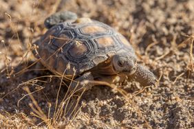 rare tortoise thriving after release