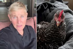 Ellen DeGeneres caring for a chicken