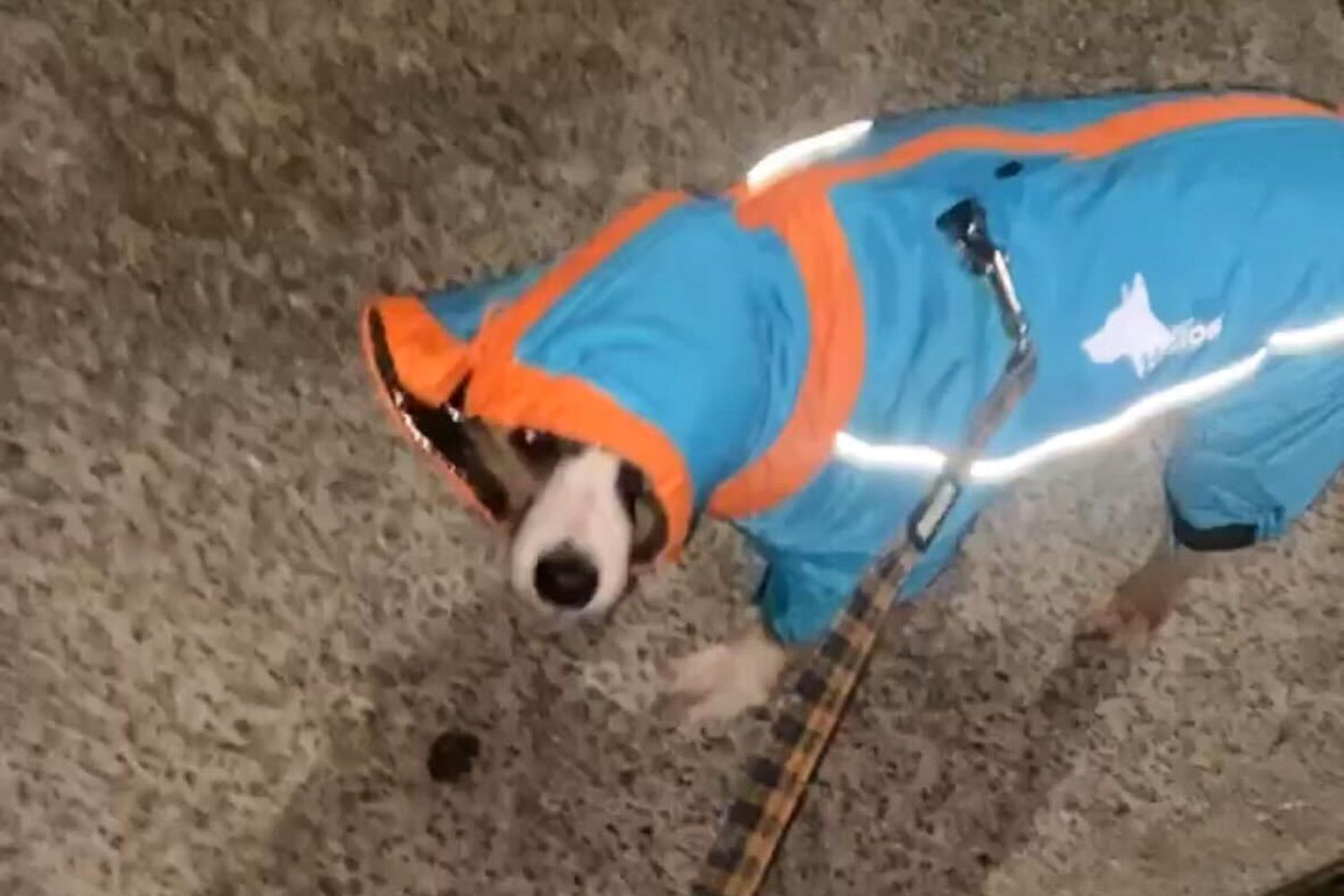 A dog wearing Doghelios Weather-King Waterproof Dog Jacket