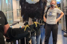 Bald eagle Seen at North Carolina Airport