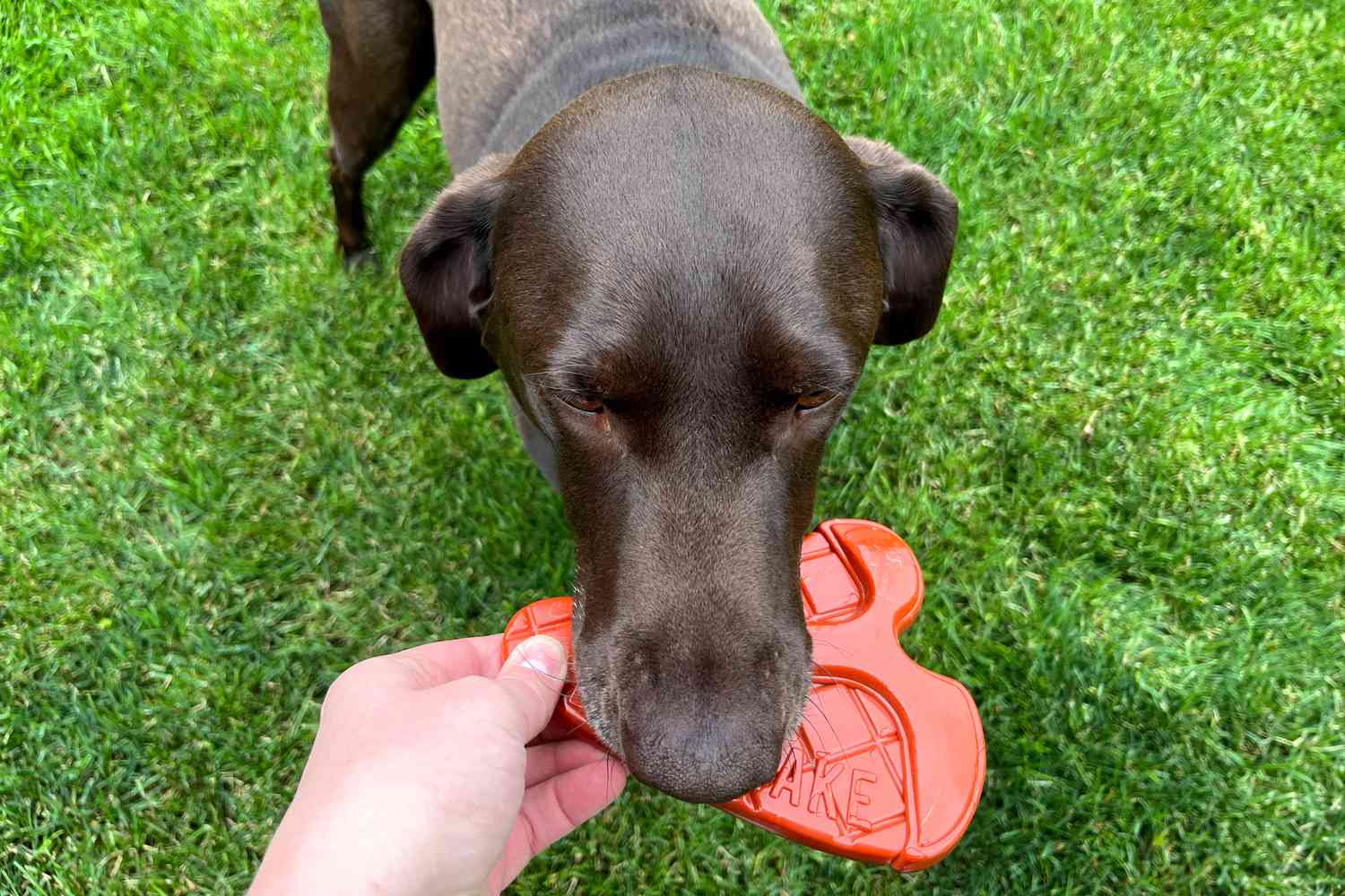 Dog taking Bullymake Steak Dog Toy from person