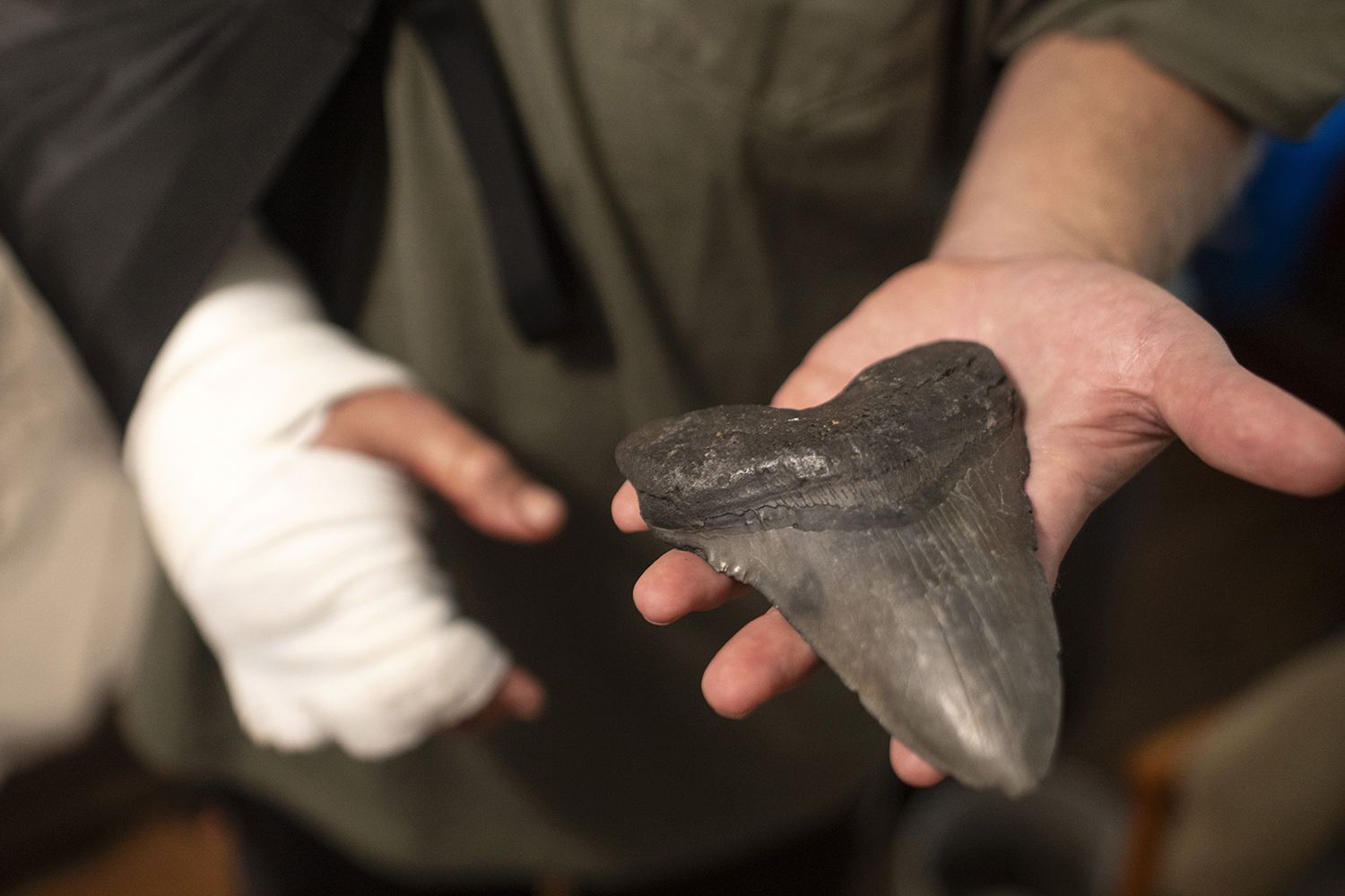 Will Georgitis holds up a megalodon tooth he found the day he was attacked by an alligator, at his home Friday, April 19, 2024, in West Ashley, S.C.
