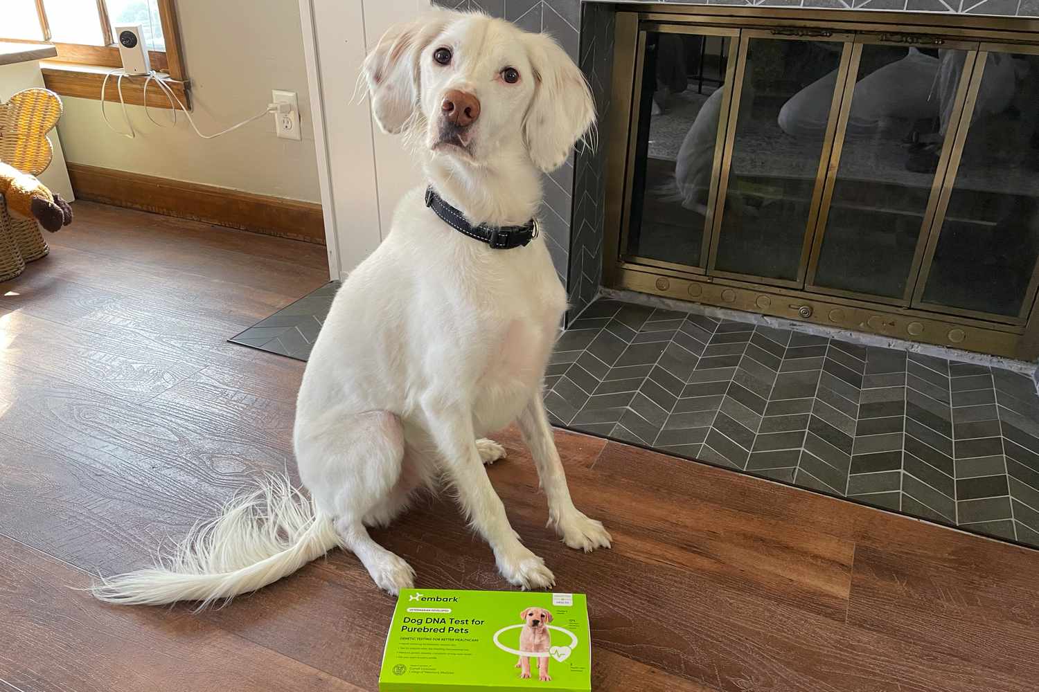 Embark Purebred DNA Test Kit in front of a fireplace and dog sitting on hardwood floor