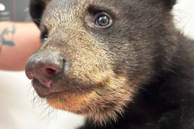 Bear Cubs in North Carolina Wildlife Refuge 