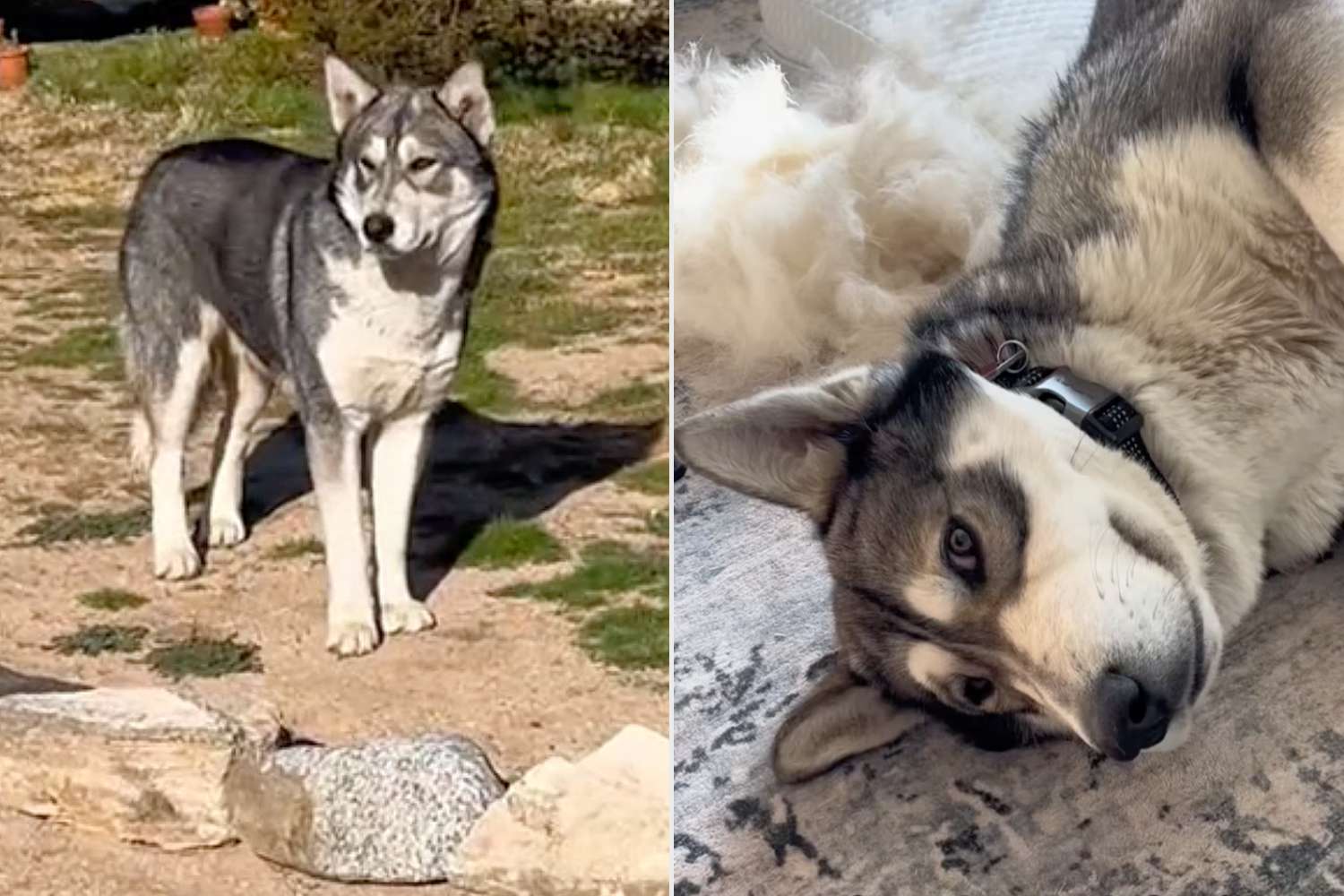 Dog intruder mistaken for wolf taken in
