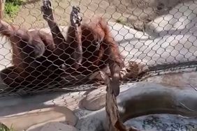Orangutan grabbing bottle