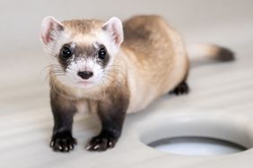 Black-footed ferret clone Noreen.