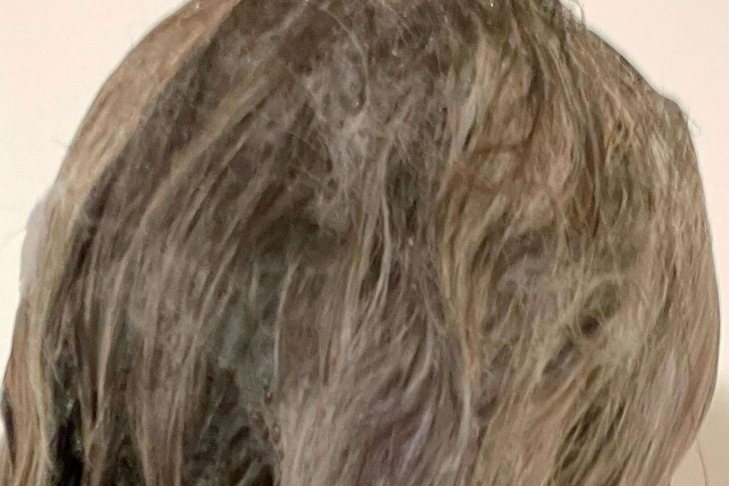Closeup of a person's hair covered with Pureology Strength Cure Blonde Purple Shampoo