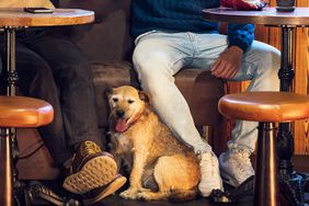 In the cozy ambiance of a pub in Northumberland, England a small group of men are gathered around a table enjoying pints of beer, they are wearing casual clothing and smiling while unwinding and having a chat, the pub is dog friendly. 