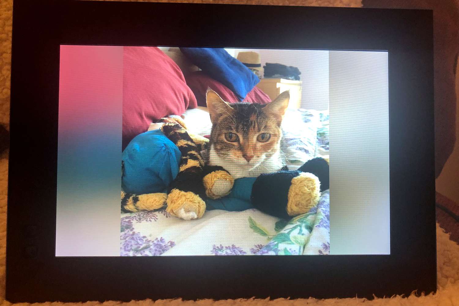 Nixplay 9.7 inch Smart Digital Photo Frame displaying a cat