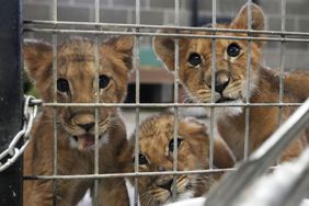 Lion cubs who were rescued from the war in Ukraine by the International Fund for Animal Welfare, adjust to their new home at The Wildcat Sanctuary