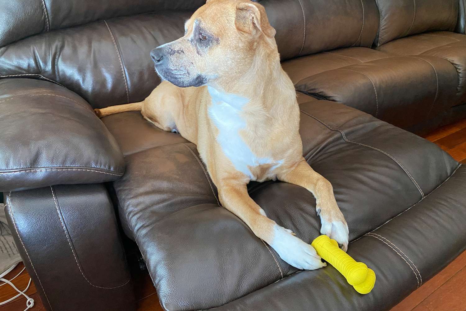 dog holding chicken-flavored Playology Dual Layer Bone Dog Toy between paws while on couch
