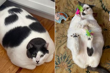 Patches the cat weight loss
