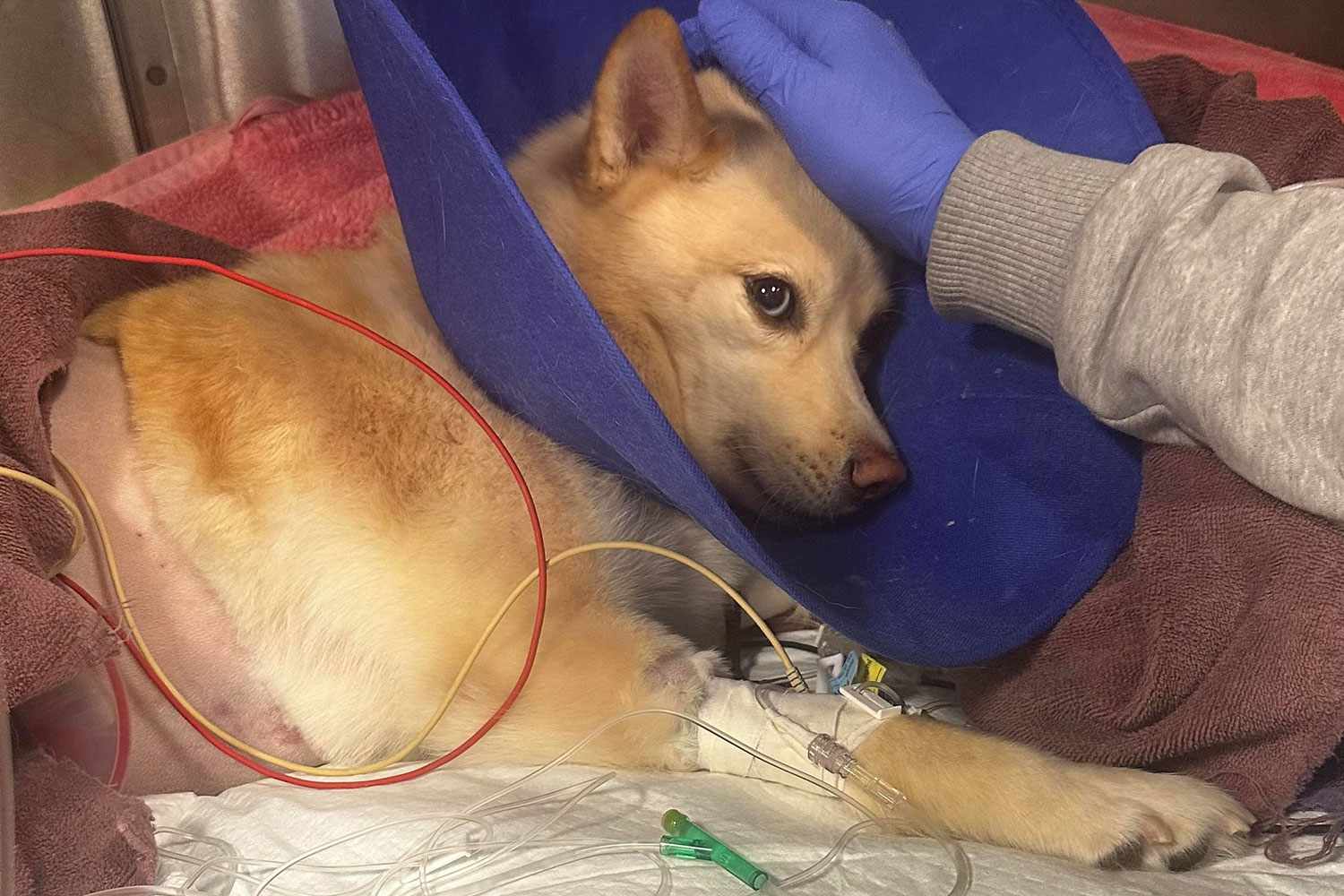 Arya, the puppy Recovering From Surgery After Being Hit By Stray Bullet in Queens