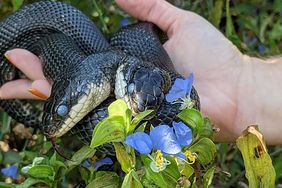 Two-headed snake undergoes surgery in Missouri