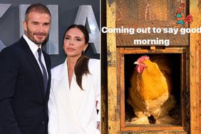 Victoria and David Beckham Give Update on Christmas Chickens: âComing out to Say Good Morningâ