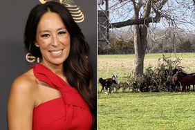 Joanna Gaines Gets Rid of Her Family's Towering Christmas Tree â by Giving It to Their Goats