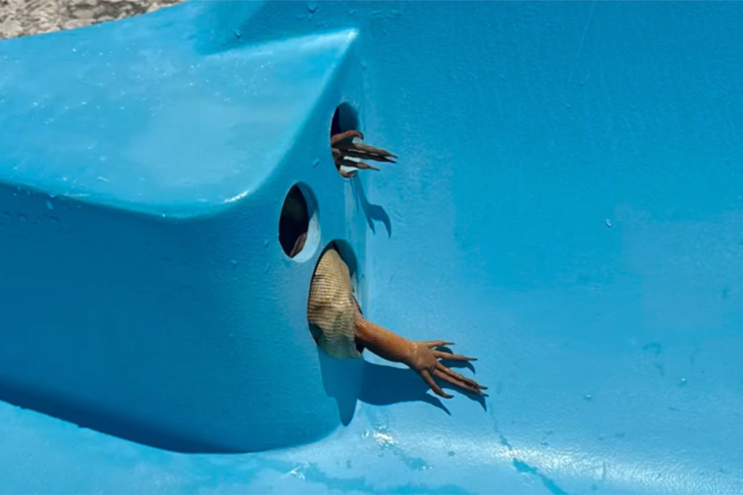 Iguana Stuck in Pool Lays Dozens of Eggs
