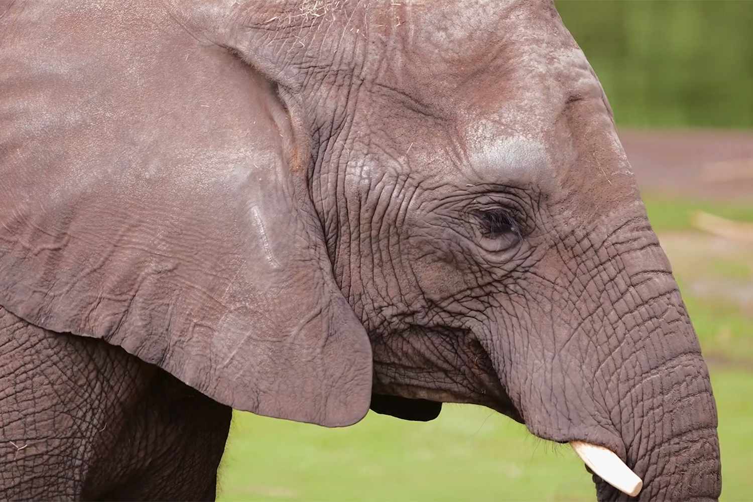 Kansas Zoo Announces 5 of Its 6 Female Elephants are Pregnant and Expecting Calfs in 2025