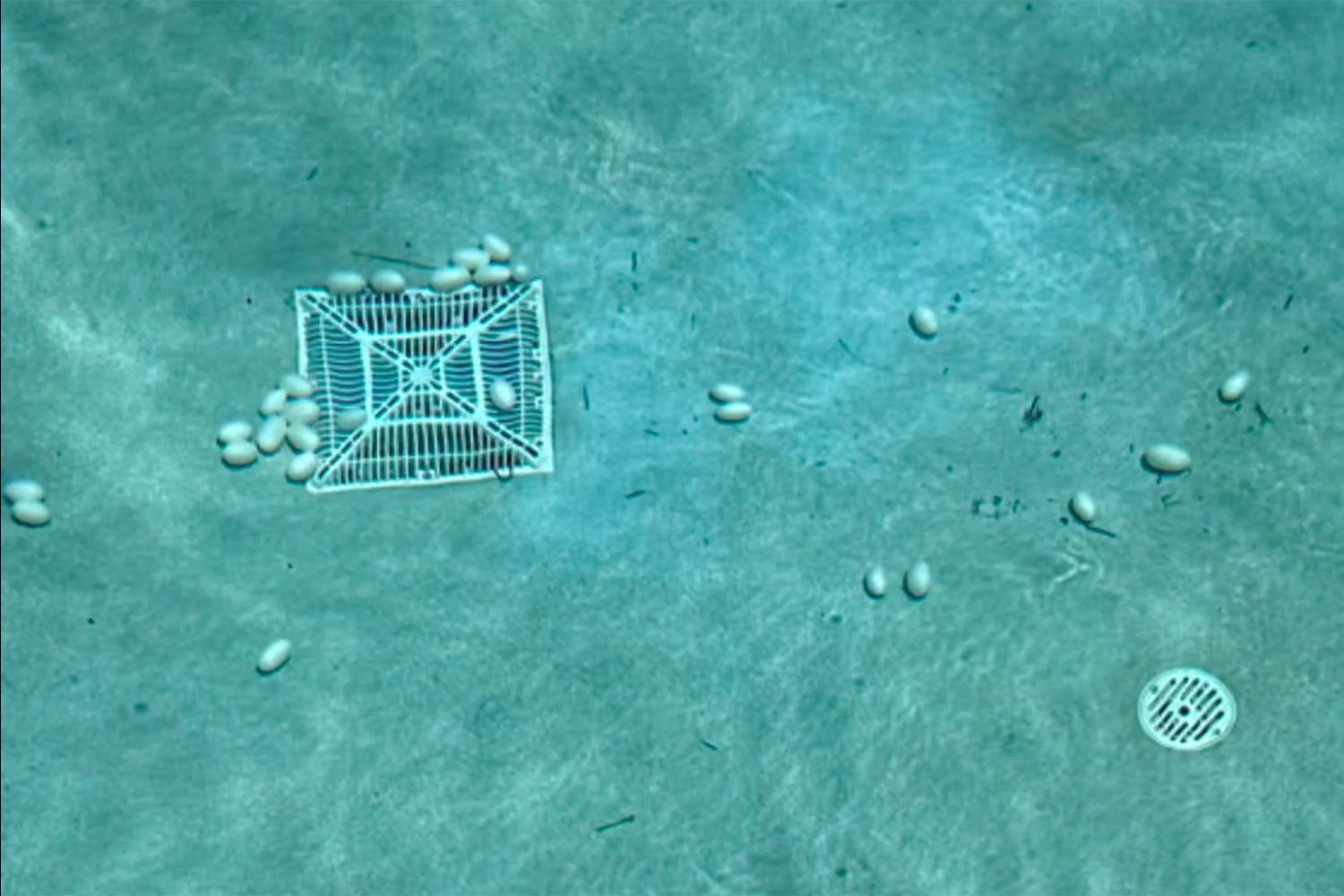 Iguana Stuck in Pool Lays Dozens of Eggs