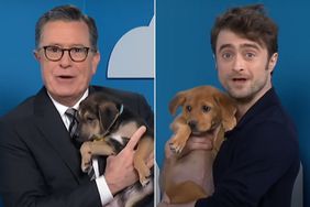 Daniel Radcliffe and Stephen Colbert Make Up Elaborate Lies About Puppies in Dog Adoption Segment