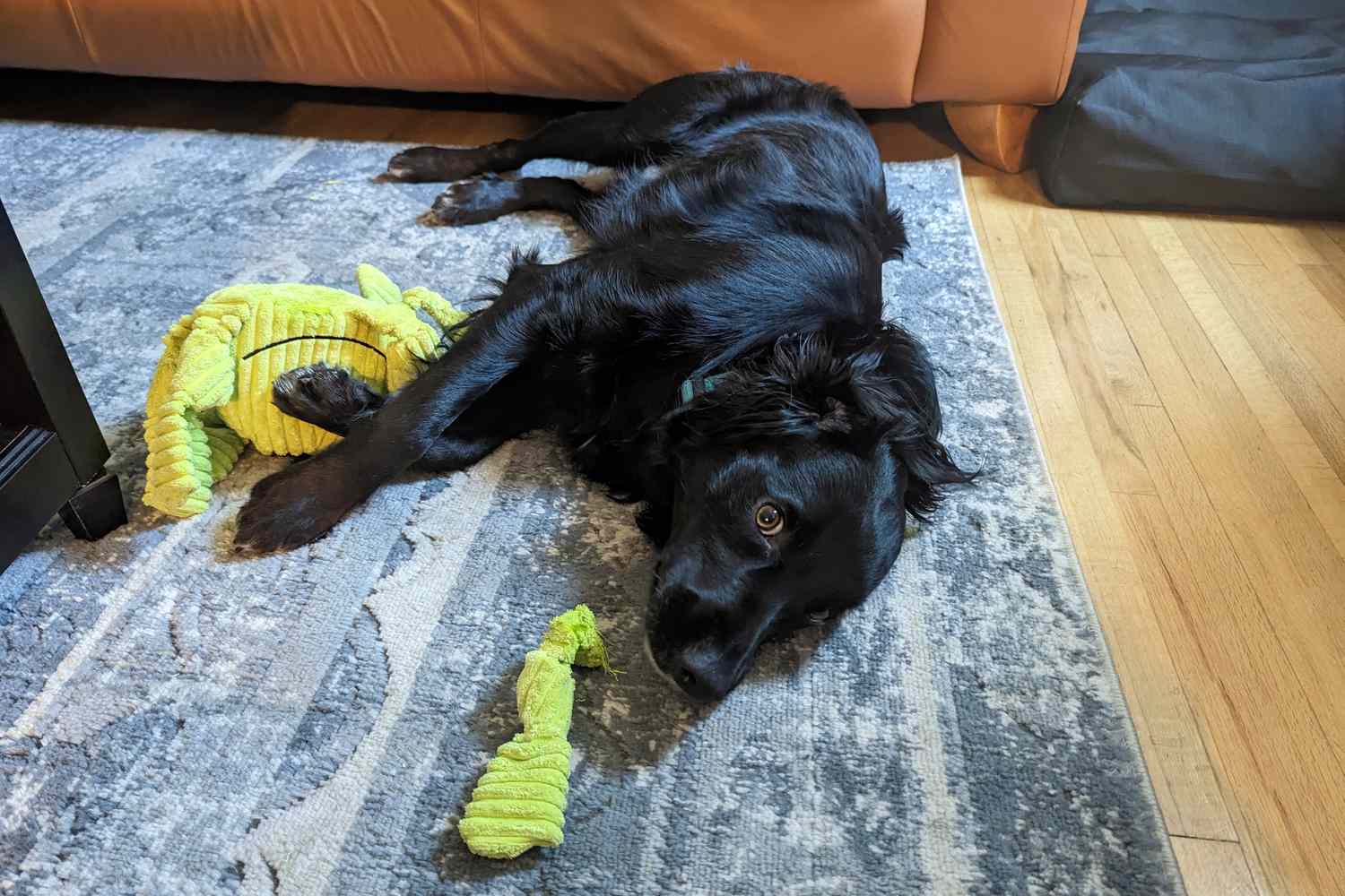 black dog laying down next to HuggleHounds Knotties Dog Toy on carpet 