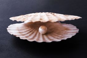 Stock image of shell with pearl